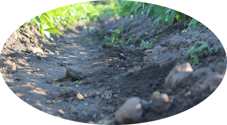 Agronomico image