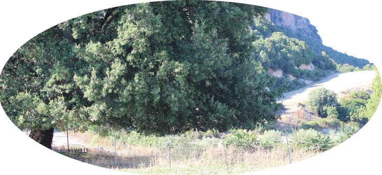 forestale image