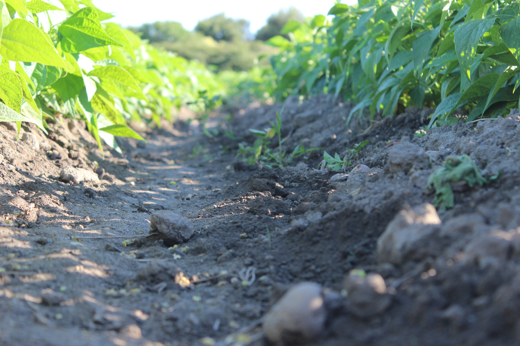 Agronomico