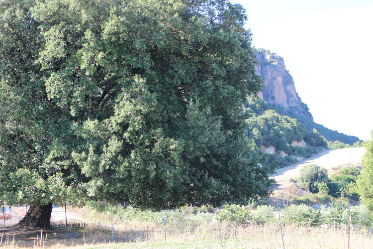 Forestale